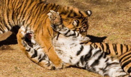 猫配种视频,一场温馨的配种视频大揭秘